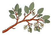 Manzanita branch with leaves and white blossoms